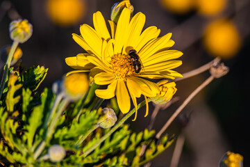 yellow flower and black fly