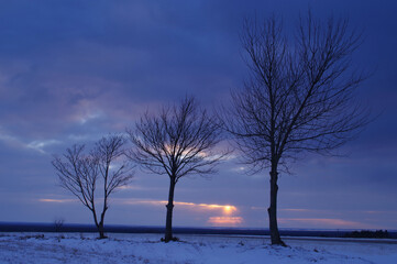 Trzy drzewa podczas zachodu słońca, błękitne niebo. - obrazy, fototapety, plakaty