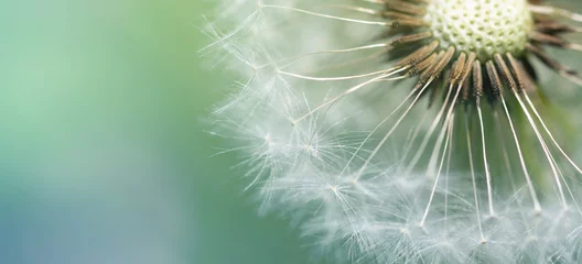 Draagtas Dandelion blurred banner macro background. Flower closeup at sunset with space for text © axynia