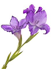 three blooms light violet gladiolus flower on white