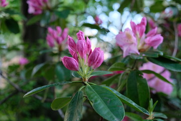 FU 2021-05-17 Pflanzen 7 Der Rhododendron blüht rosa