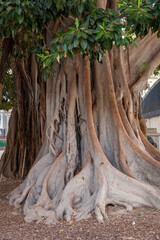 Großblättrige Feige (Ficus macrophylla)