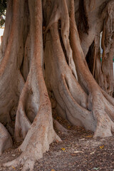 Großblättrige Feige (Ficus macrophylla)