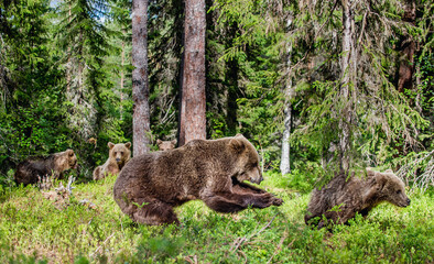 The bear attacks someone else's bear cub. A female brown bear tries to kill and pursues another bear cub.  Scientific name: Ursus arctos. Summer forest. Natural habitat.