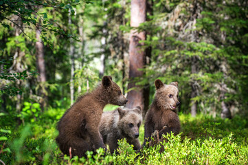 Brown Bear Cubs playfully fighting in summer forest. Scientific name: Ursus Arctos Arctos. Natural habitat. summer season. - 482457024