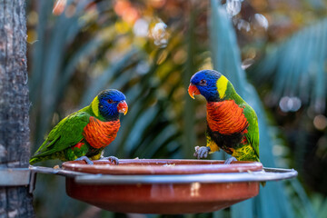 parrots loro parque