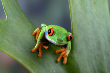 Red-eyed tree frog perched on a flower