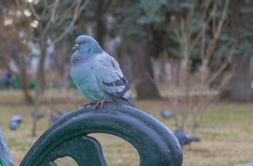 Closeup of a pigeon perched on a bench in a park with a blurry background