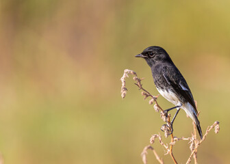Male Bush chat resting on a plant