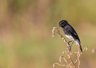 Male Bush chat perching on a plant