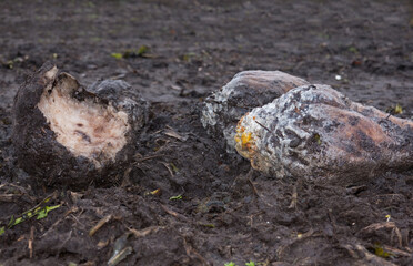 Lost crop: three rotting, moldy, slimy and gnawed sugarbeets left on the field 