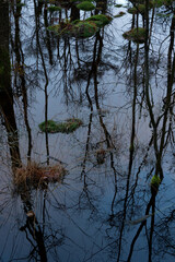 Gloomy landscape, Birches, grass and moss in a swamp, trees reflected in dark water