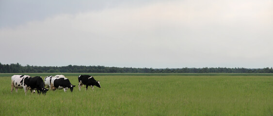 Fototapeta premium herd of black-white cows on meadow against a background of forest and a rain cloud flying away. long rural landscape