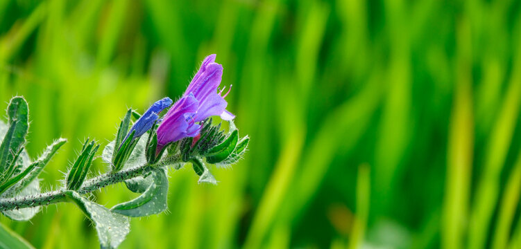Purple flower of viborera (Echium vulgare) in the field on green background