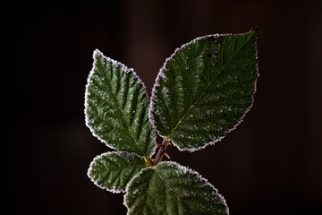 Fototapeta na wymiar Plant leaves covered by ice frost