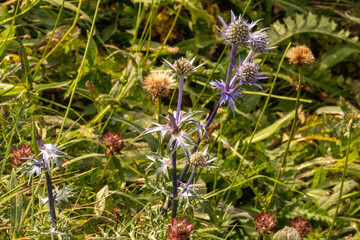 High mountain flowers