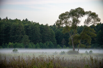 Drzewa latem w mgle
