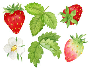 Strawberry watercolor botanical hand drawn illustration