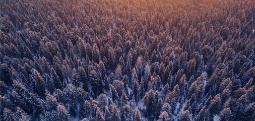 Beautiful winter mountain forest in snow, sunset evening aerial top view
