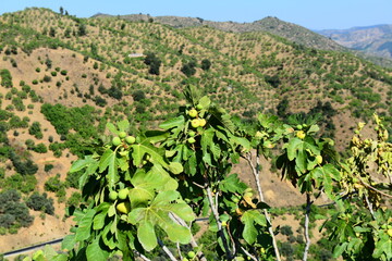 Fototapeta na wymiar fresh fig, fig tree. 