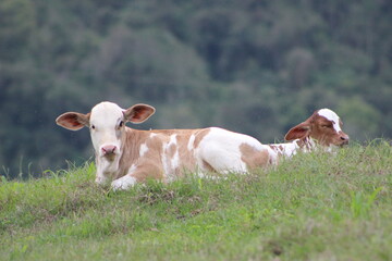 bezerro no pasto