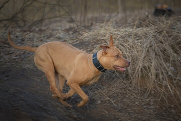 American pit bull terrier runs along a forest path in spring.