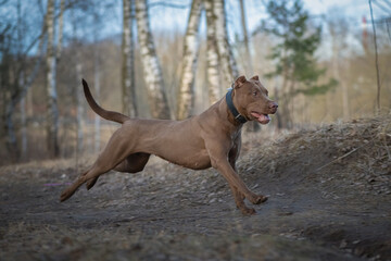 American pit bull terrier runs along a forest path in spring.