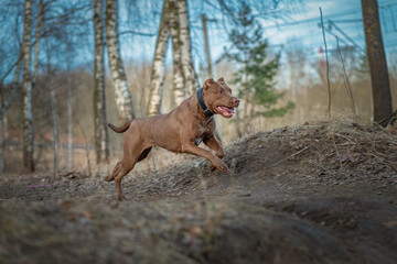 American pit bull terrier runs along a forest path in spring.