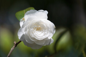 close-up of camelia flowers in a botanical garden