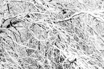 Tree branches covered with frost and snow. Textured winter background.