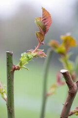 Close up of new growth on a pruned rose plant