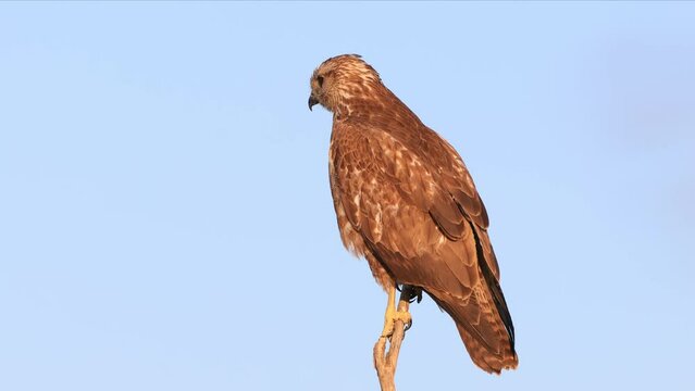 A Common buzzard (Buteo buteo) Perched. It is a medium-to-large bird of prey which has a large range. A member of the genus Buteo, it is a member of the family Accipitridae
