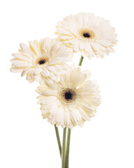 white gerbera on white background