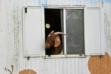 Eine Ziege steht in einem alten Bauwagen und guckt aus dem Fenster heraus