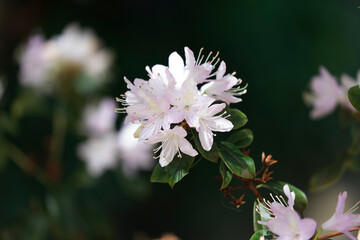 close-up of Rhododendron flowers blooming in a botanical garden