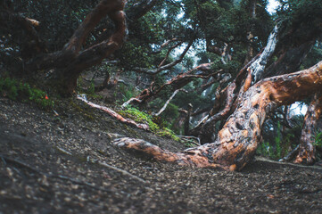 Enchanted Forest