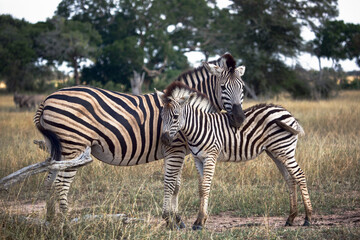Fototapeta na wymiar Zebra mum and baby foal in Greater Kruger National Park, South Africa