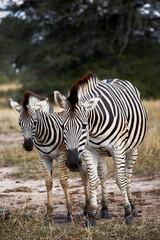 Two zebras in Kruger Park South Africa