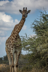 Giraffe on safari wild drive. Kruger National Park, South Africa.