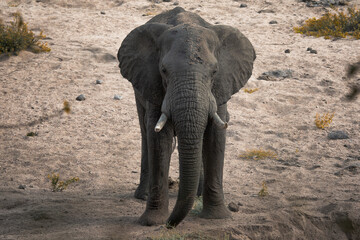 Fototapeta na wymiar Big elephant outdoors, wild animal, safari game drive, travel and tourism, Kruger national park, South Africa