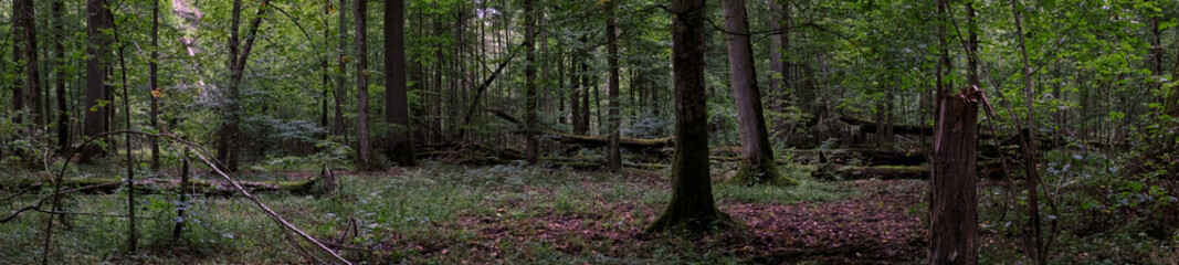 Natural deciduous autumnal forest panorama