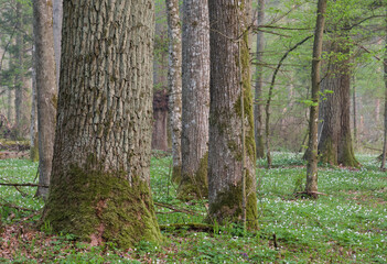 Deciduous forest in springtime before sunrise