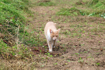 ginger cat went hunting	