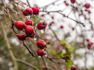 Fototapeta na wymiar Raindrops on red hawthorn berries after heavy rainfall. Lindisfarne, Holy Island, Northumberland, UK
