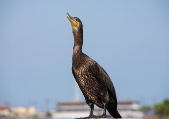 great cormorants resting on old rusty pier by the sea
