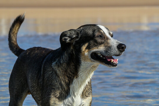 Stray surf dog enjoying the weather in the ocean in Costa da caparica near Lisbon