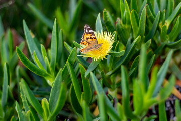 butterfly on flower, nature of Sao Miguel the Azores