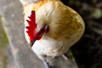 Topview closeup from a wild chicken in  Soa Miguel, wild animals of the Azores