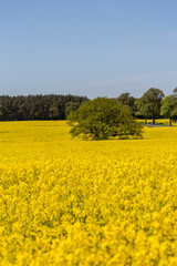 Yellow Flowering Rape Fields In Germany