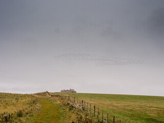 Starling murmuration at Lindisfarne, Hold Island, Northumberland, UK